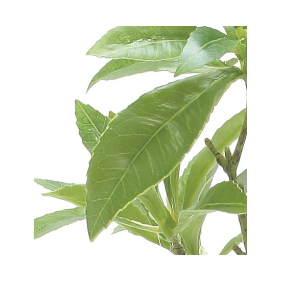 光触媒 人工観葉植物 造花 フレッシュアセビ (高さ60cm) (2507 A55)